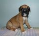 Boxer Puppies for sale in Las Vegas, NV 89129, USA. price: $500