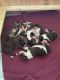 Boxer Puppies for sale in Clinton, LA 70722, USA. price: $800
