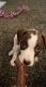 Boxer Puppies for sale in Layton, UT, USA. price: $450