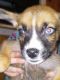 Boxer Puppies for sale in Wadsworth, NV 89442, USA. price: $100