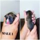 Boxer Puppies for sale in Huntington, UT 84528, USA. price: $2,000