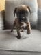 Boxer Puppies for sale in Mason, NH, USA. price: $2,500