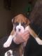 Boxer Puppies for sale in Elgin, MN 55932, USA. price: $1,000