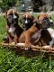 Cute boxer pups ready for new home in 4 weeks. Email xxxxxxxx@xxxxx.xx