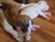 Boxer Puppies for sale in US-50, Fallon, NV, USA. price: $950