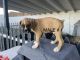 Boxer Puppies for sale in Las Vegas, NV 89118, USA. price: $750