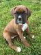 Boxer Puppies for sale in Inwood, WV, USA. price: $1,500