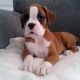 Boxer Puppies for sale in New York New York Casino, Las Vegas, NV 89109, USA. price: $500