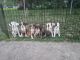 Boxer Puppies for sale in Topeka, KS, USA. price: $500