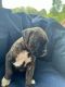 Boxer Puppies for sale in Canton, OH 44721, USA. price: NA