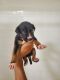 Boxer Puppies for sale in Largo, FL 33770, USA. price: NA