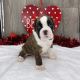 Boxer Puppies for sale in New York New York Casino, Las Vegas, NV 89109, USA. price: $500