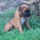 Boxer Puppies for sale in Bowie, MD, USA. price: $2,000