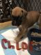 Boxer Puppies for sale in New London, CT, USA. price: NA