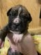 Boxer Puppies for sale in Bluefield, WV 24701, USA. price: $750