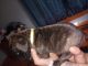 Boxer Puppies for sale in Minneapolis, MN, USA. price: $500