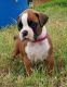 Boxer Puppies for sale in Sandy, UT, USA. price: $650
