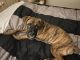 Boxer Puppies for sale in Glen Burnie, MD, USA. price: $1,200