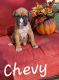 Boxer Puppies for sale in Golden, MO 65658, USA. price: NA