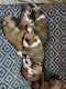 Boxer Puppies for sale in Nashua, NH, USA. price: $2,500