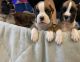 Boxer Puppies for sale in Nashua, NH, USA. price: $2,200