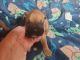 Boxer Puppies for sale in Nevada, MO 64772, USA. price: NA