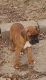 Boxer Puppies for sale in Kansas City, KS, USA. price: $400