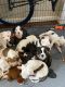 Boxer Puppies for sale in Hawthorne, CA, USA. price: NA