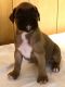 Boxer Puppies for sale in Many, LA 71449, USA. price: $1,500