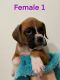 Boxer Puppies for sale in Las Vegas, NV, USA. price: $1,000