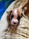 Boxer Puppies for sale in Gardnerville, NV, USA. price: $650