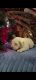 Boxer Puppies for sale in Leavenworth, KS, USA. price: $900