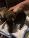 Boxer Puppies for sale in Orange, MA, USA. price: $1,500