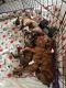 Boxer Puppies for sale in Columbia, MO, USA. price: NA