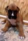 Boxer Puppies for sale in Scottsville, VA 24590, USA. price: NA