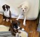 Boxer Puppies for sale in Ellsworth, WI 54011, USA. price: NA