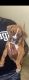 Boxer Puppies for sale in Arlington, TX, USA. price: NA