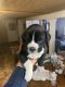 Boxer Puppies for sale in San Angelo, TX, USA. price: NA