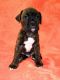 Boxer Puppies for sale in South Bend, IN 46614, USA. price: NA