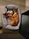 Boxer Puppies for sale in Maple Falls, WA, USA. price: NA