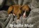 Boxer Puppies for sale in North Grosvenor Dale, Thompson, CT 06255, USA. price: $1,200
