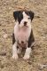 Boxer Puppies for sale in Cameron, MO 64429, USA. price: $800