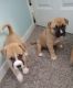 Boxer Puppies for sale in Reeds Spring, MO 65737, USA. price: $17,500