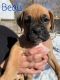 Boxer Puppies for sale in Lakewood, CO, USA. price: $1,200