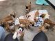Boxer Puppies for sale in Dallas, TX 75217, USA. price: NA