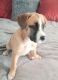 Boxer Puppies for sale in Reeds Spring, MO 65737, USA. price: $50