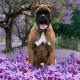 Boxer Puppies for sale in Luling, TX 78648, USA. price: $2,200