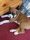 Boxer Puppies for sale in Ravenswood, WV 26164, USA. price: $1,000