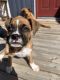 Boxer Puppies for sale in Mobile, AZ 85139, USA. price: $600