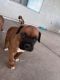 Boxer Puppies for sale in Buckeye, AZ, USA. price: $500